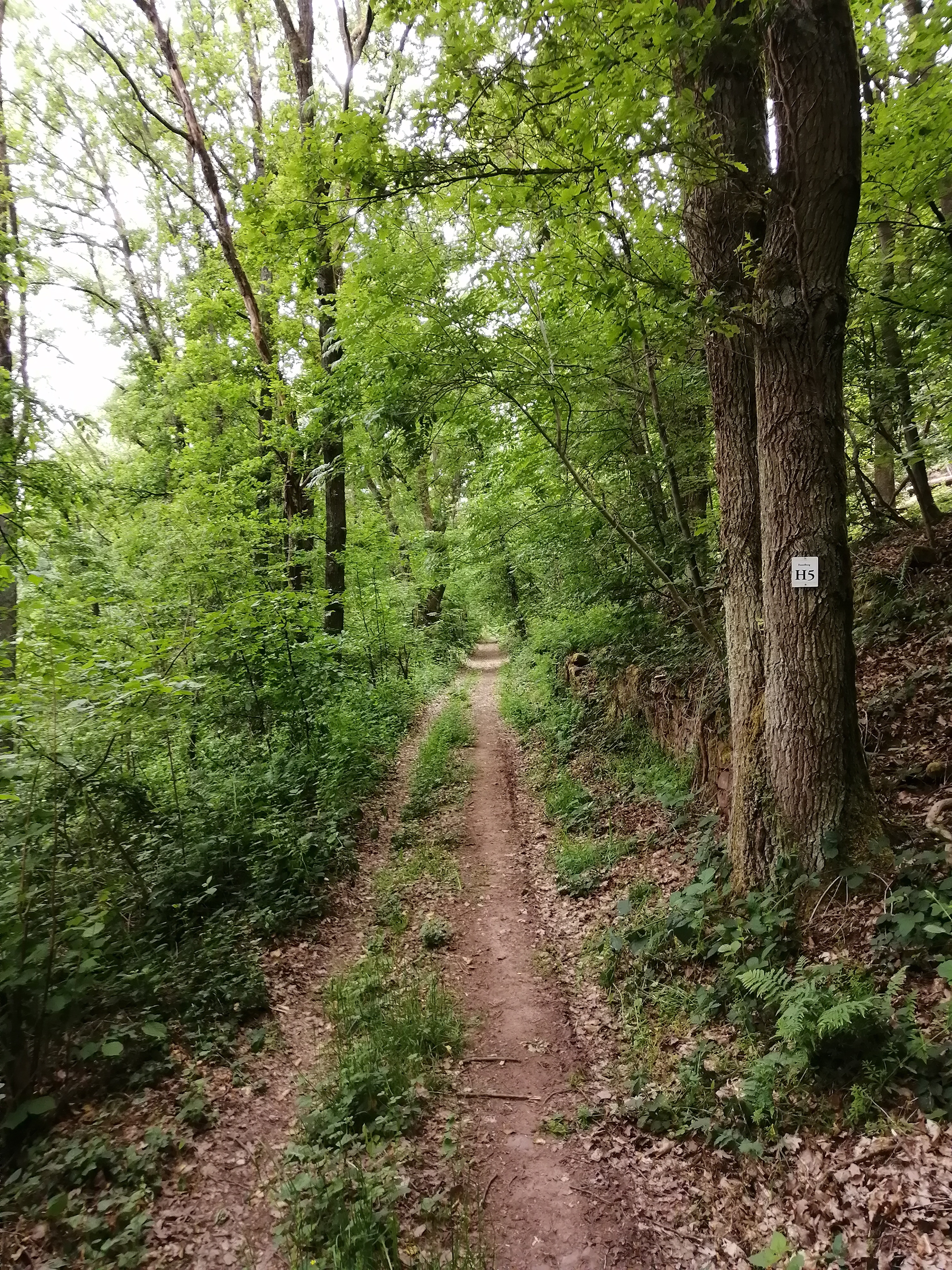 Wanderweg „Hasselberg H 5“ 